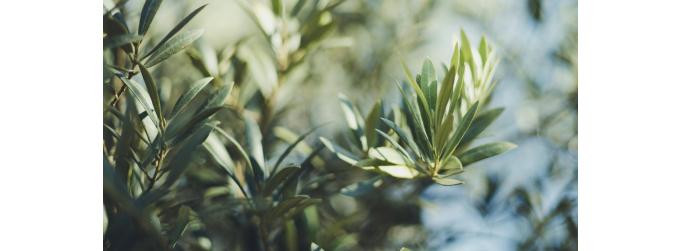 TEMPLESPA, Now 100% Vegan