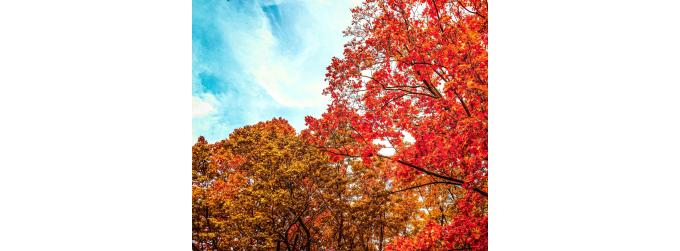 Liz&#039;s Diary September 2026: Welcome to Sensational September!