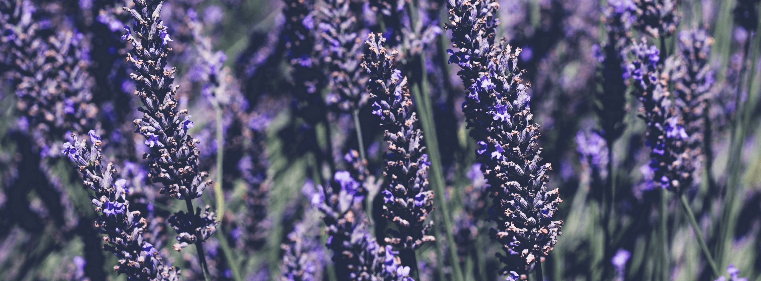 What Are Essential Oils?