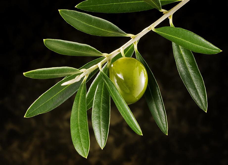 OLIVE FRUIT EXTRACT