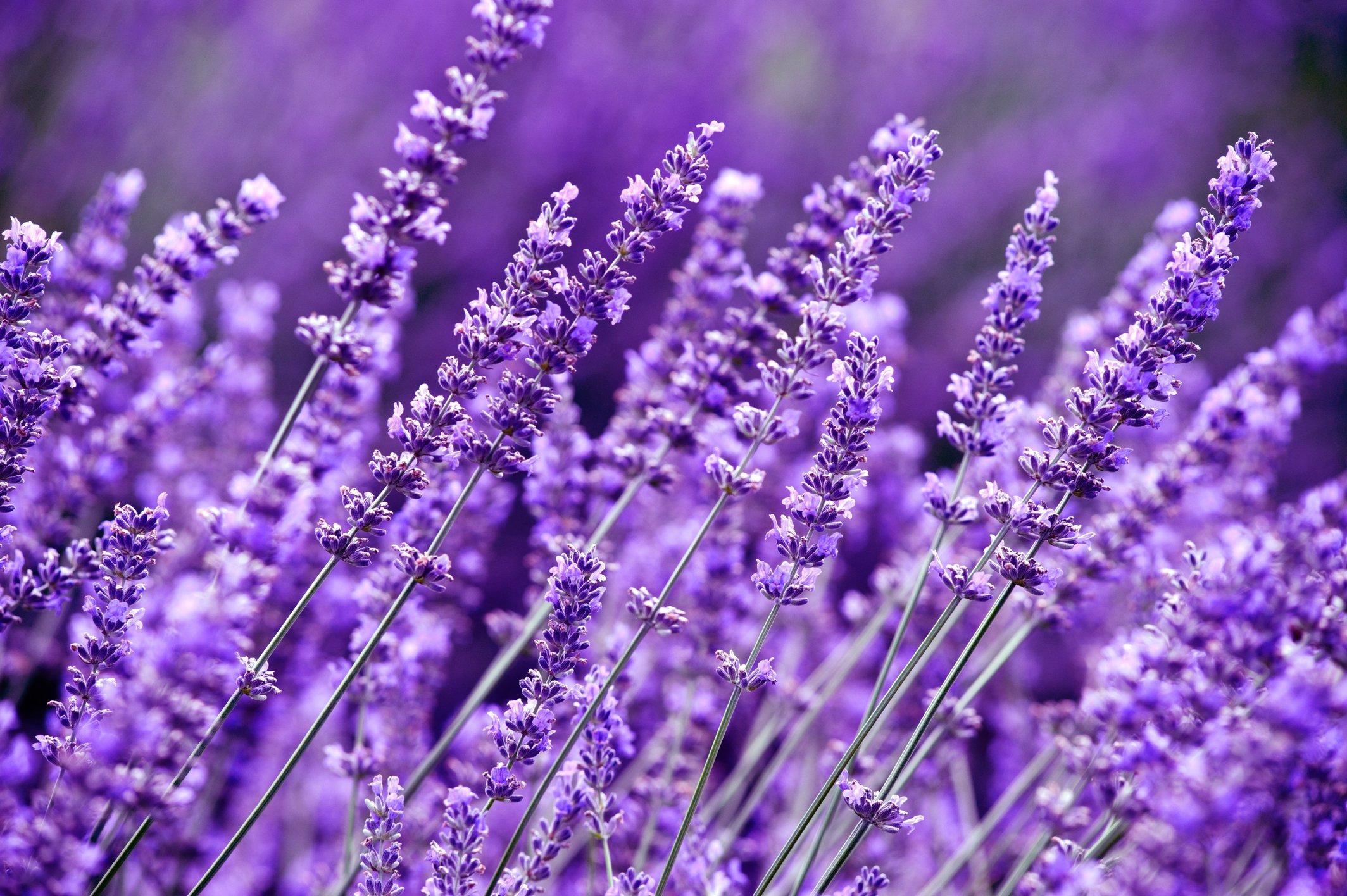 LAVENDER OIL