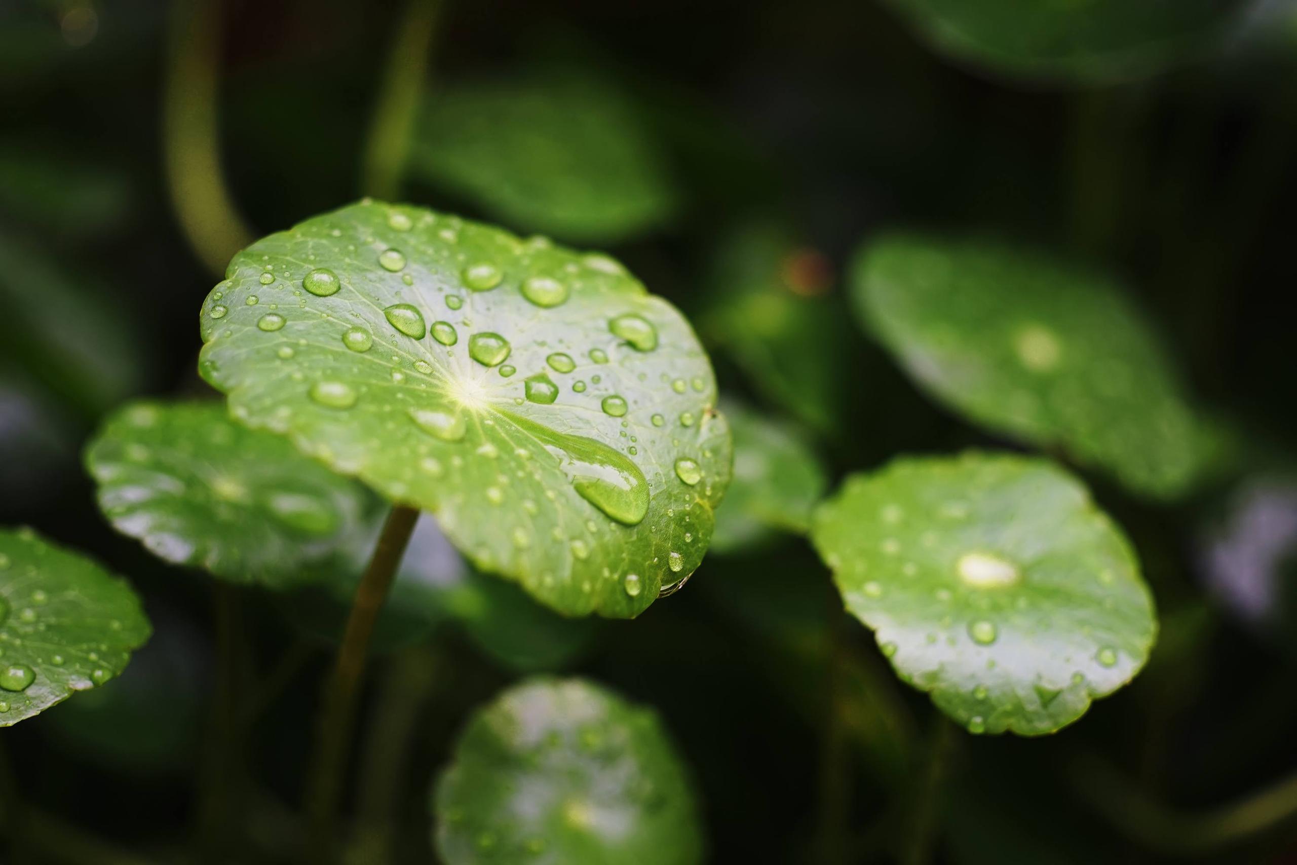 CENTELLA ASIATICA (CICA)